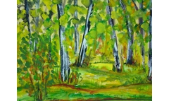 Birkenwald am Auer