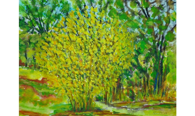 Forsythiastrauch im April