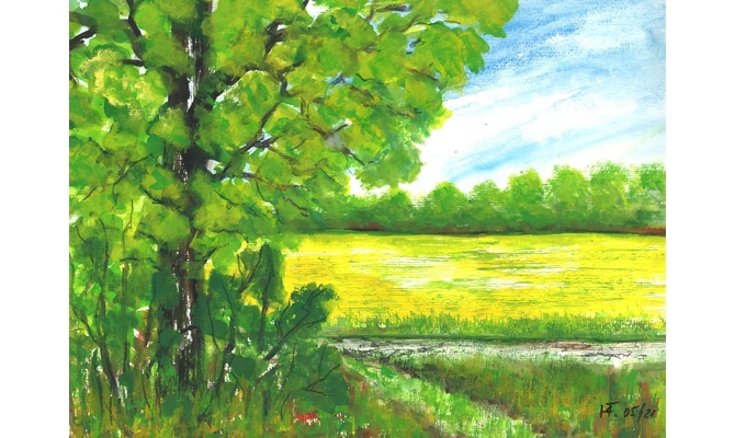 Loewenzahnwiese am Auerweg