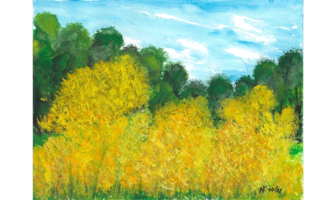 Rapsblüte