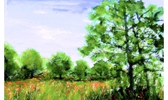 Am Auerweg/Friedewald